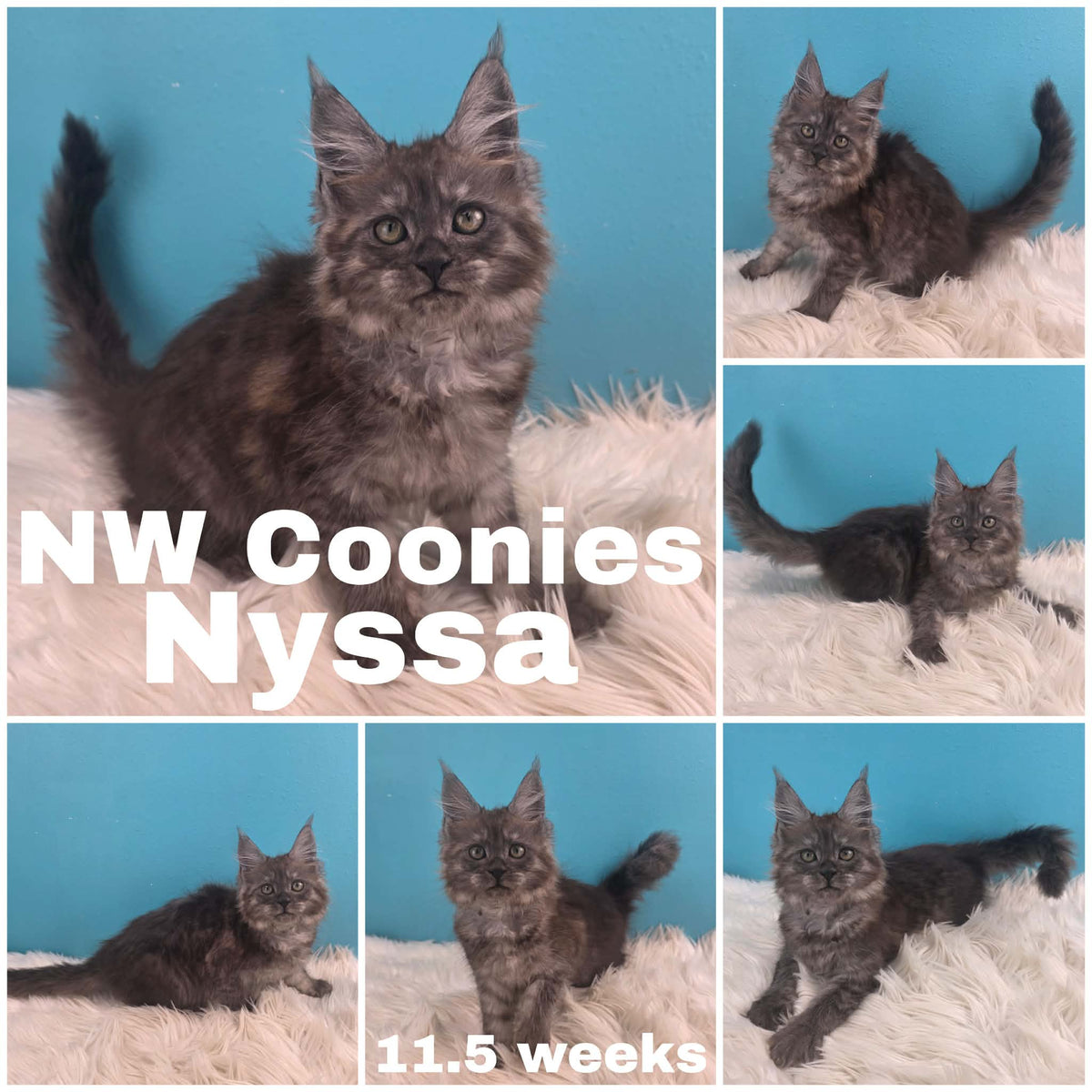 NW Coonies Nyssa