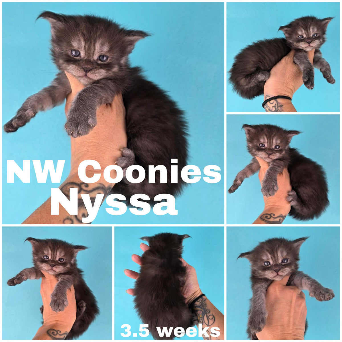 NW Coonies Nyssa