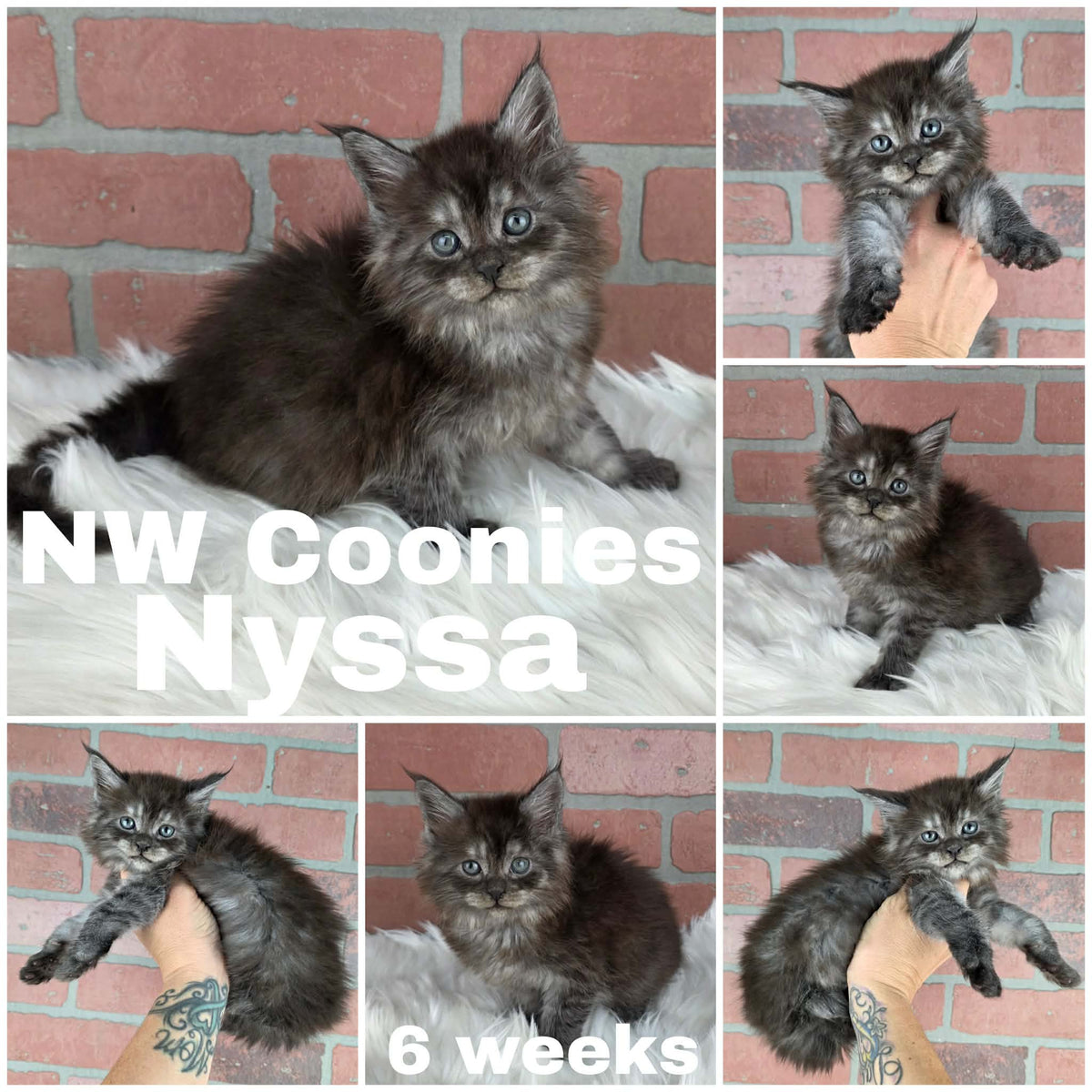 NW Coonies Nyssa