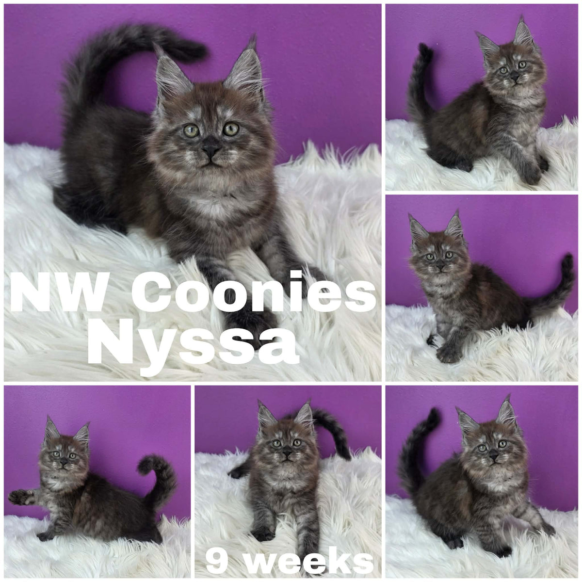 NW Coonies Nyssa