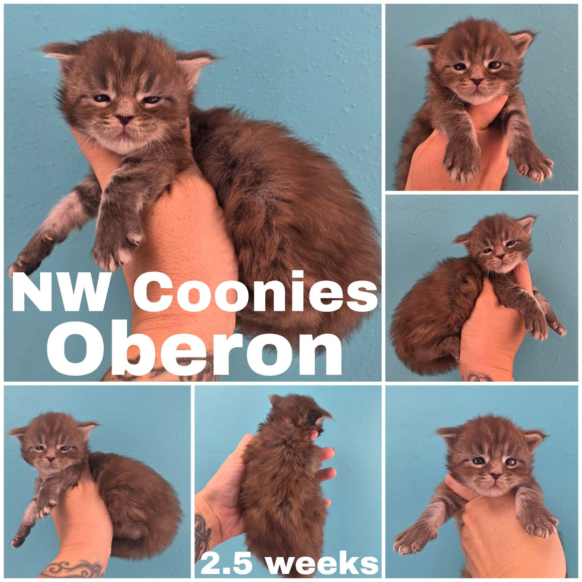 NW Coonies Oberon