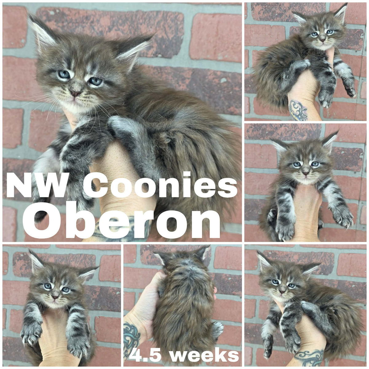 NW Coonies Oberon