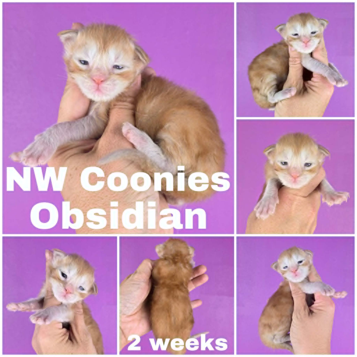 NW Coonies Obsidian