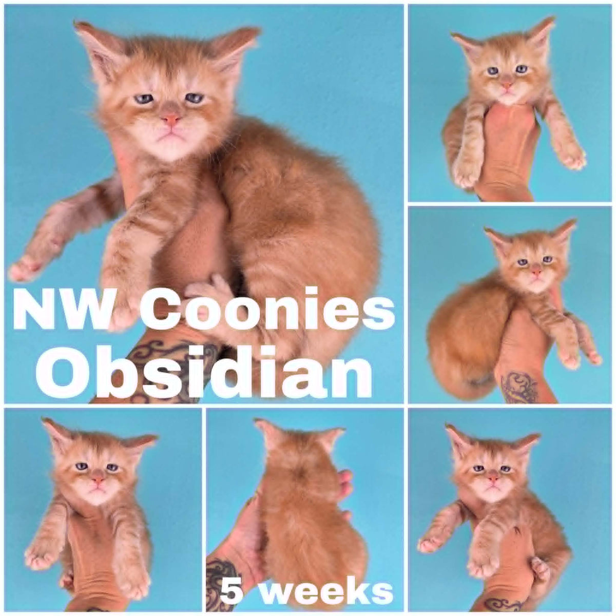 NW Coonies Obsidian