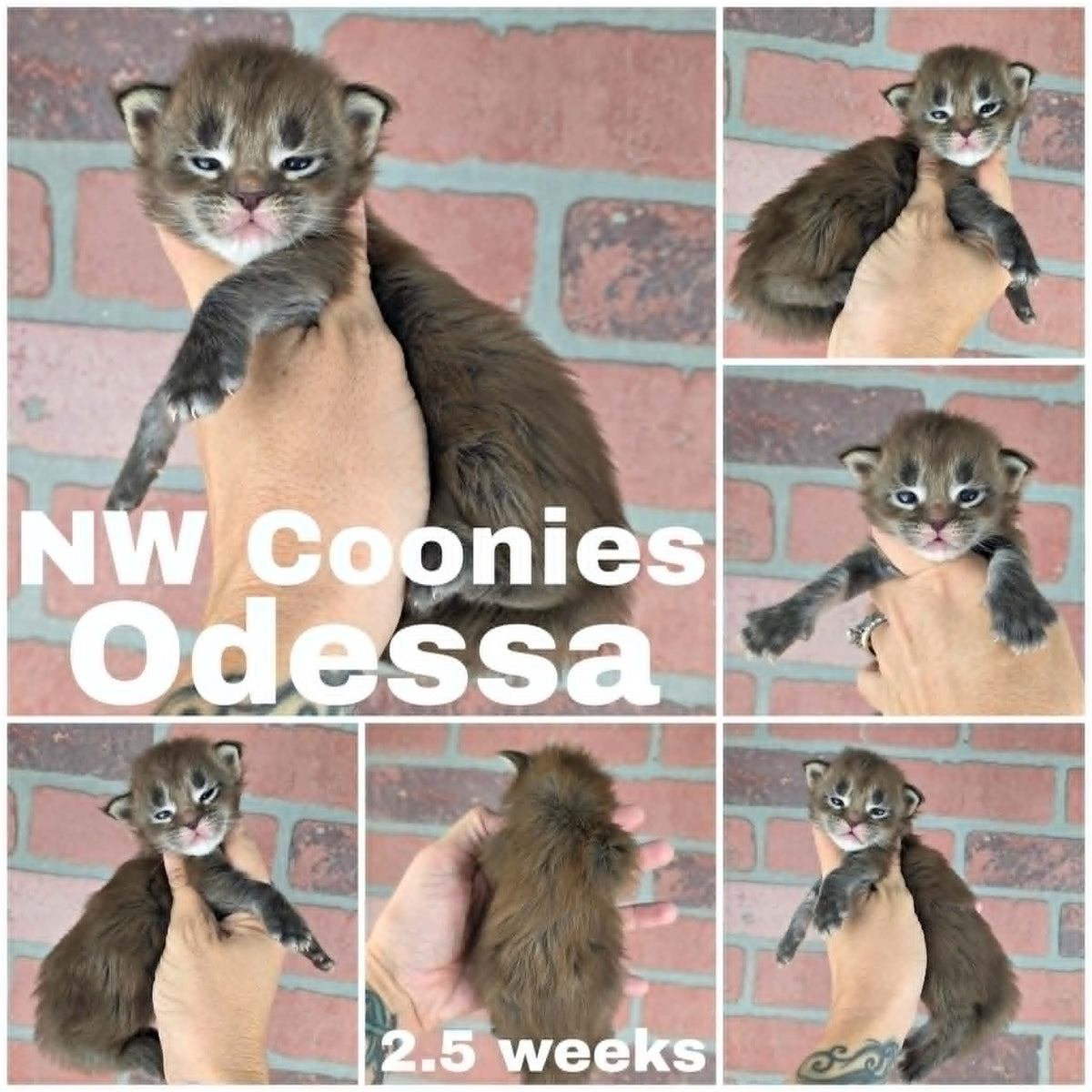 NW Coonies Odessa