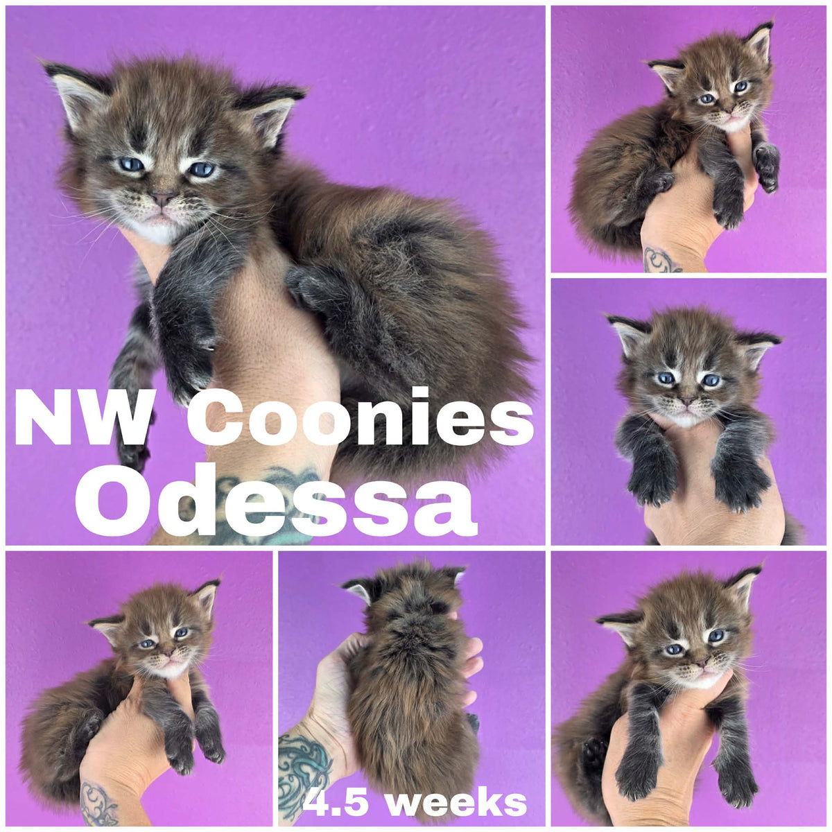 NW Coonies Odessa