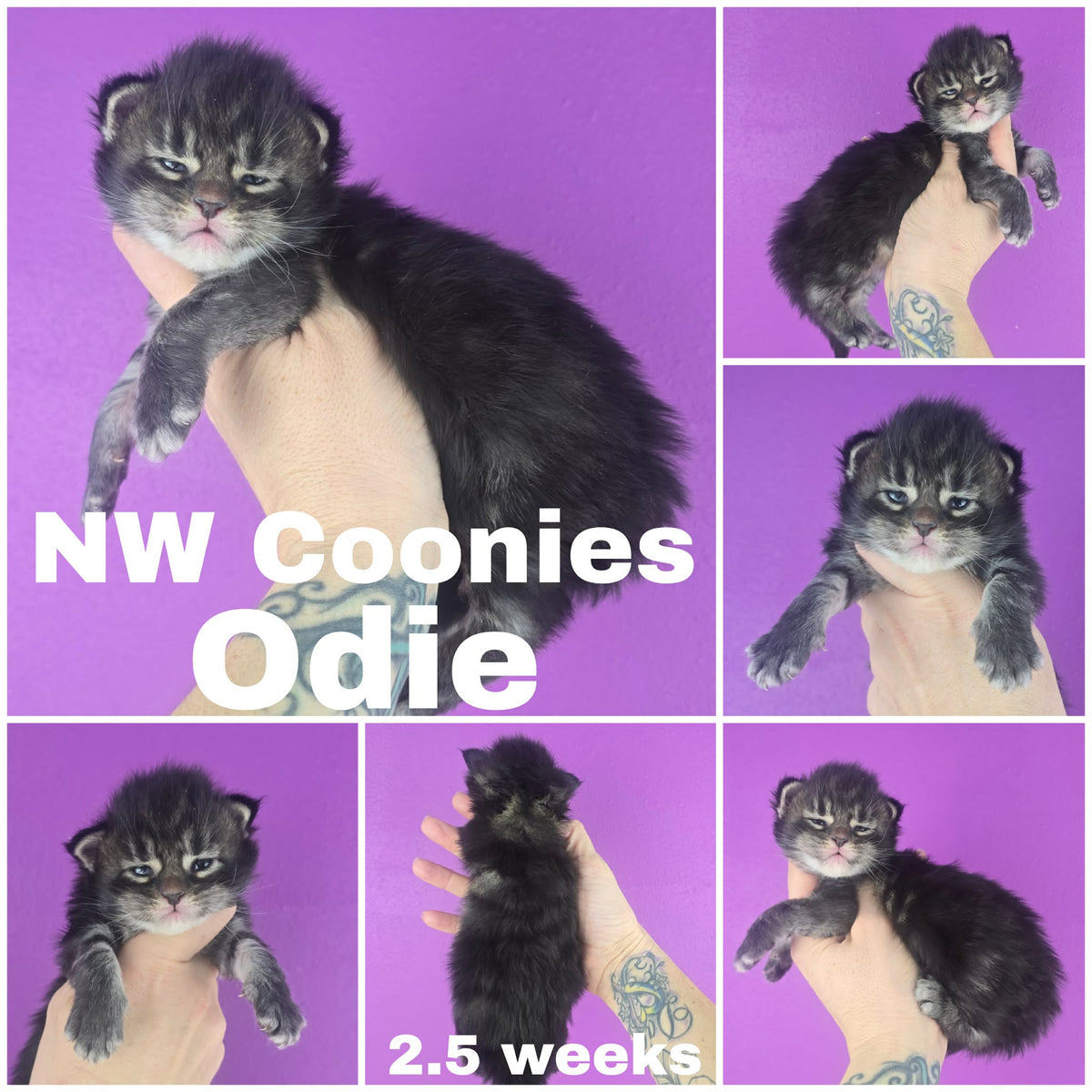 NW Coonies Odie