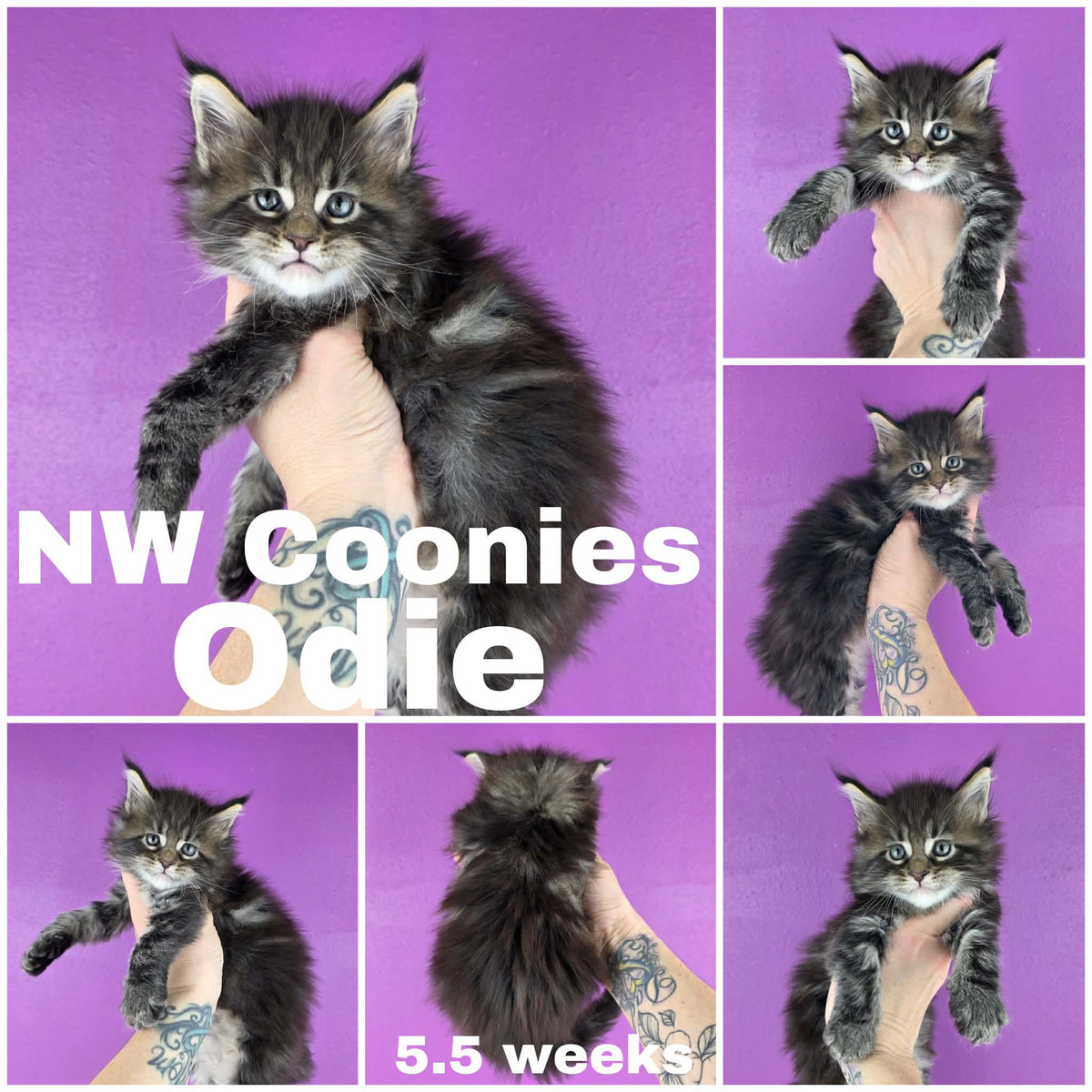 NW Coonies Odie