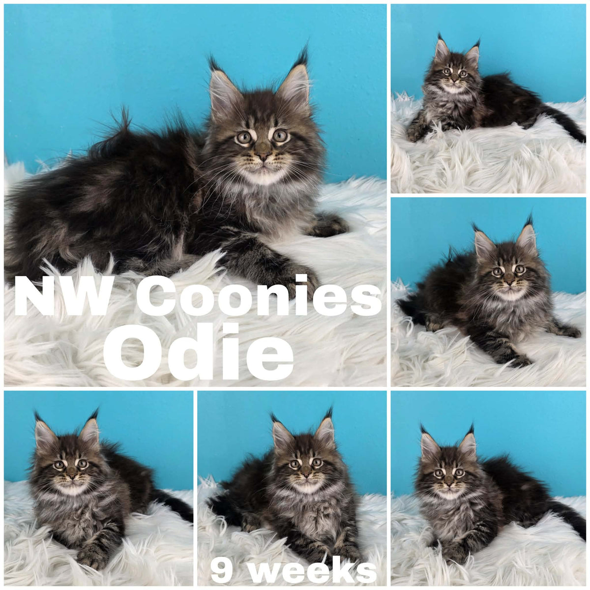 NW Coonies Odie