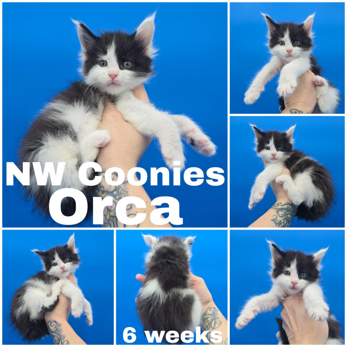 NW Coonies Orca