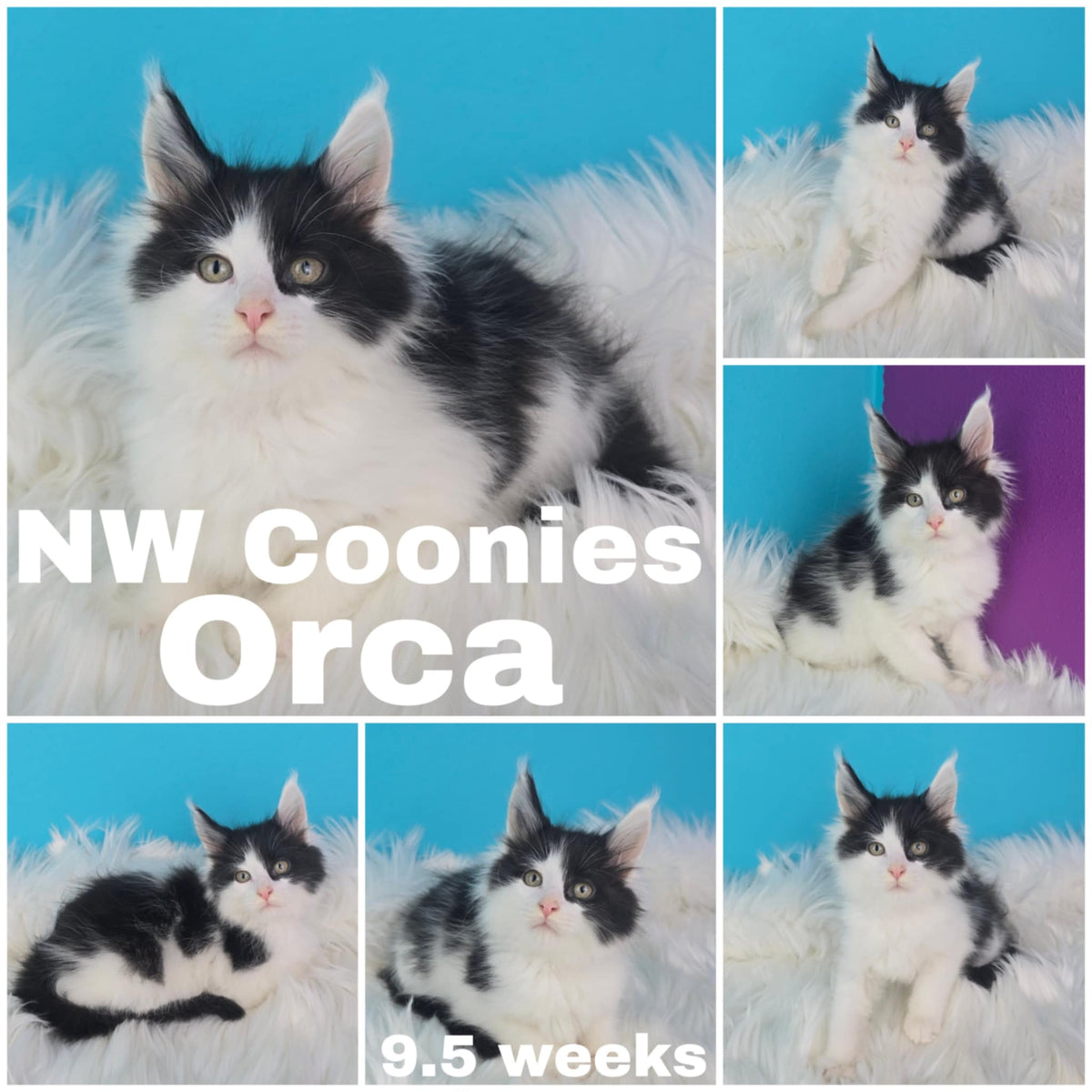 NW Coonies Orca