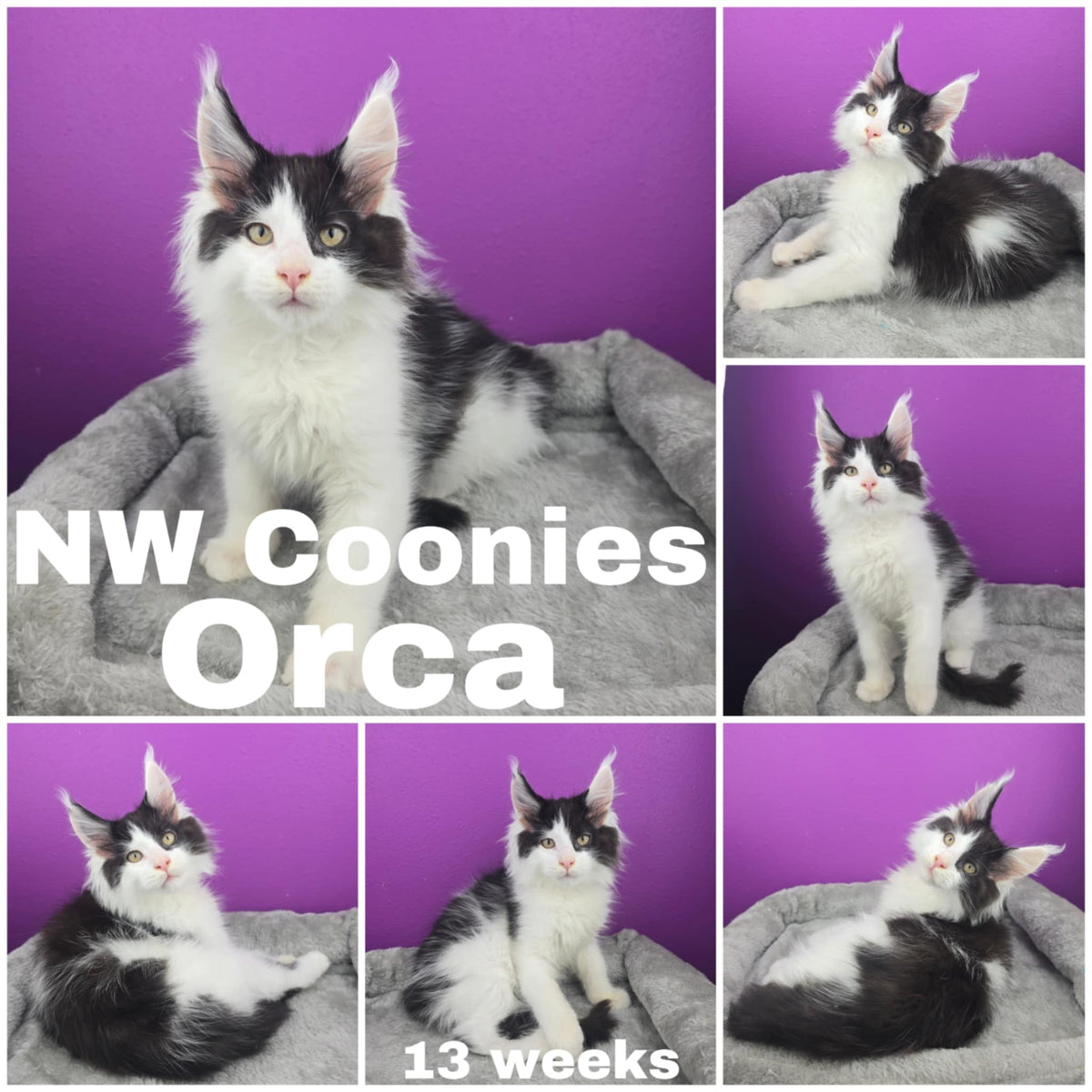 NW Coonies Orca