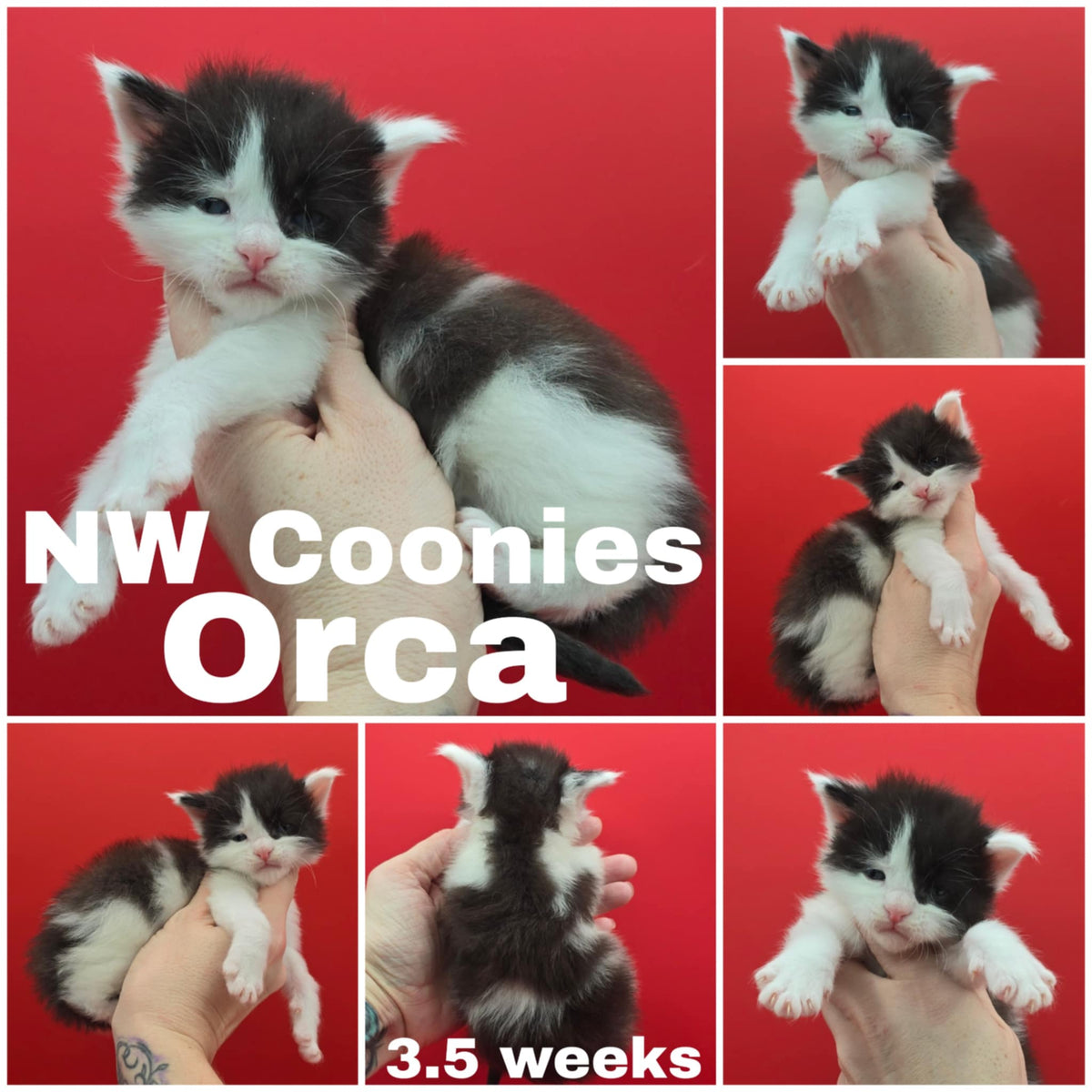 NW Coonies Orca