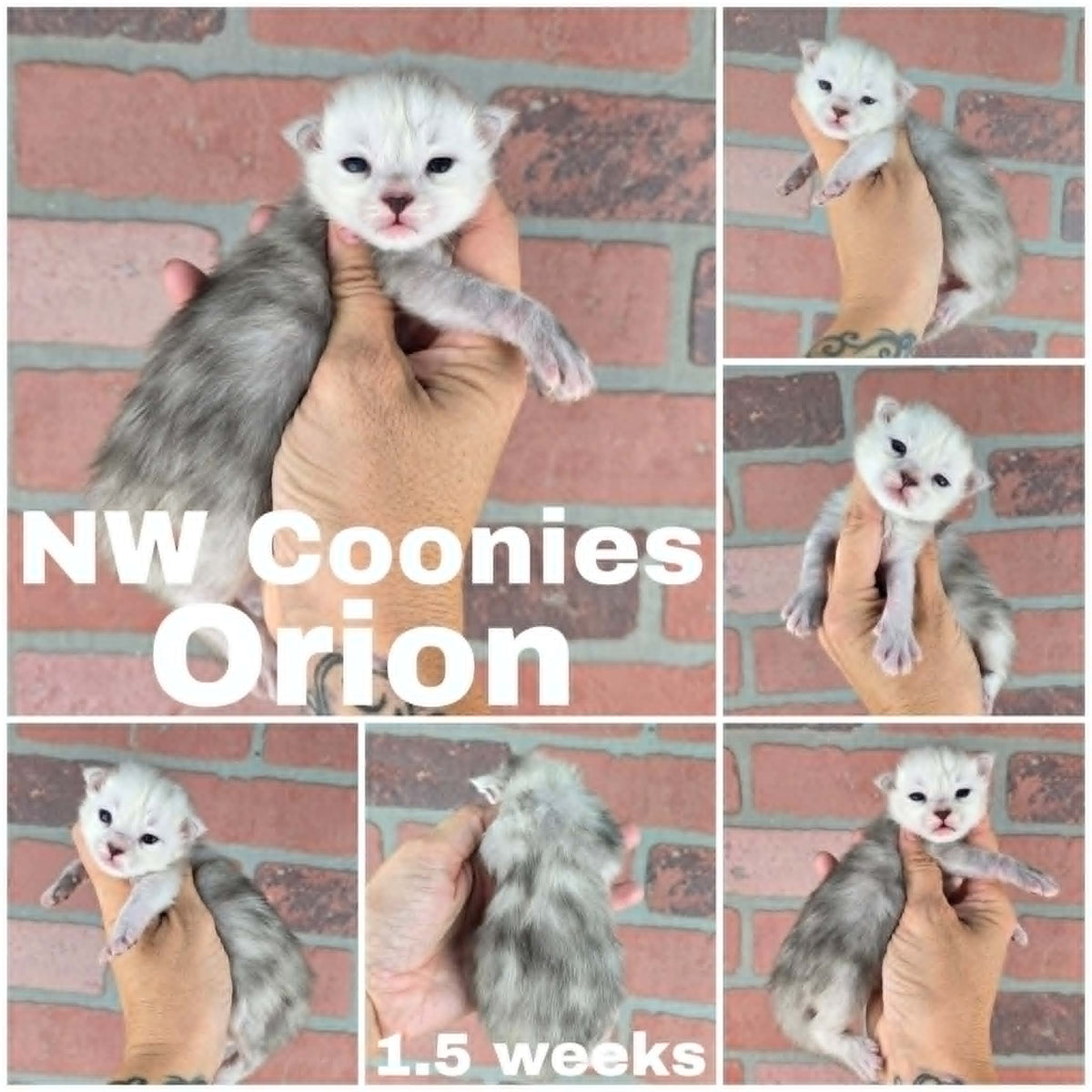 NW Coonies Orion