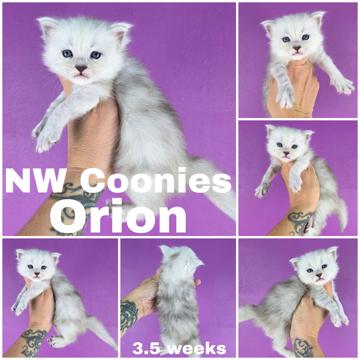 NW Coonies Orion