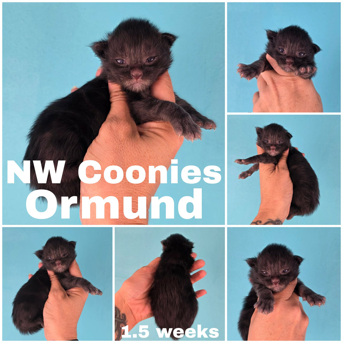 NW Coonies Ormund