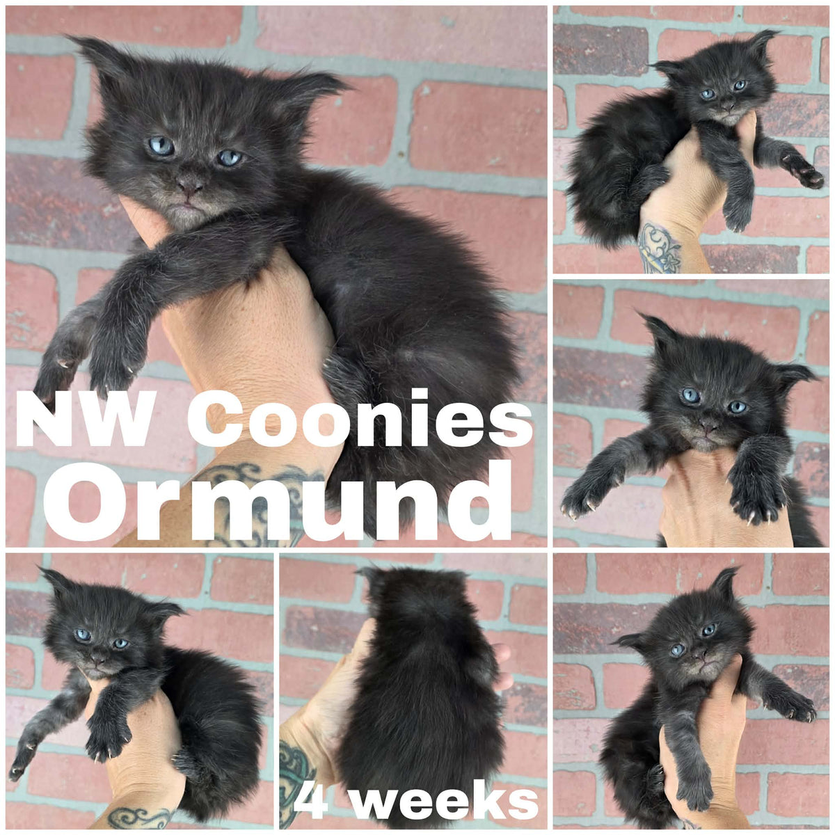 NW Coonies Ormund