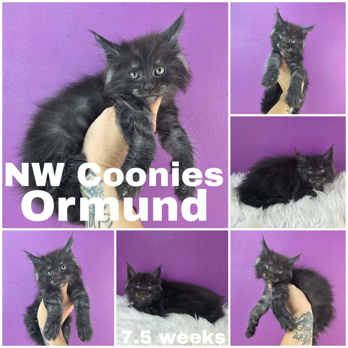 NW Coonies Ormund