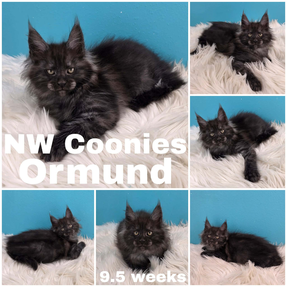 NW Coonies Ormund
