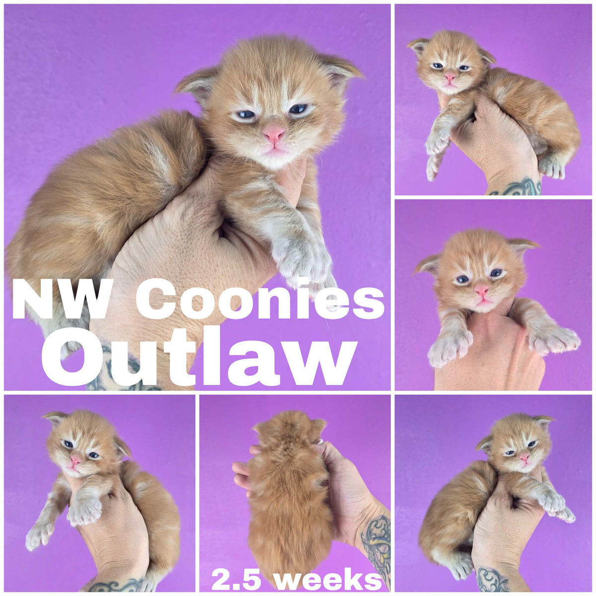 NW Coonies Outlaw