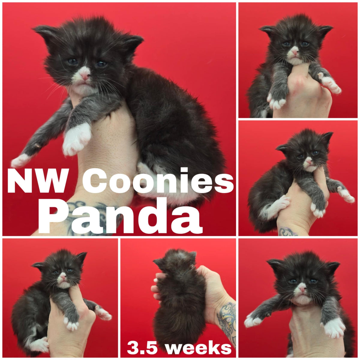 NW Coonies Panda