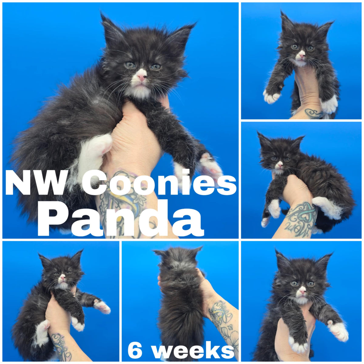 NW Coonies Panda