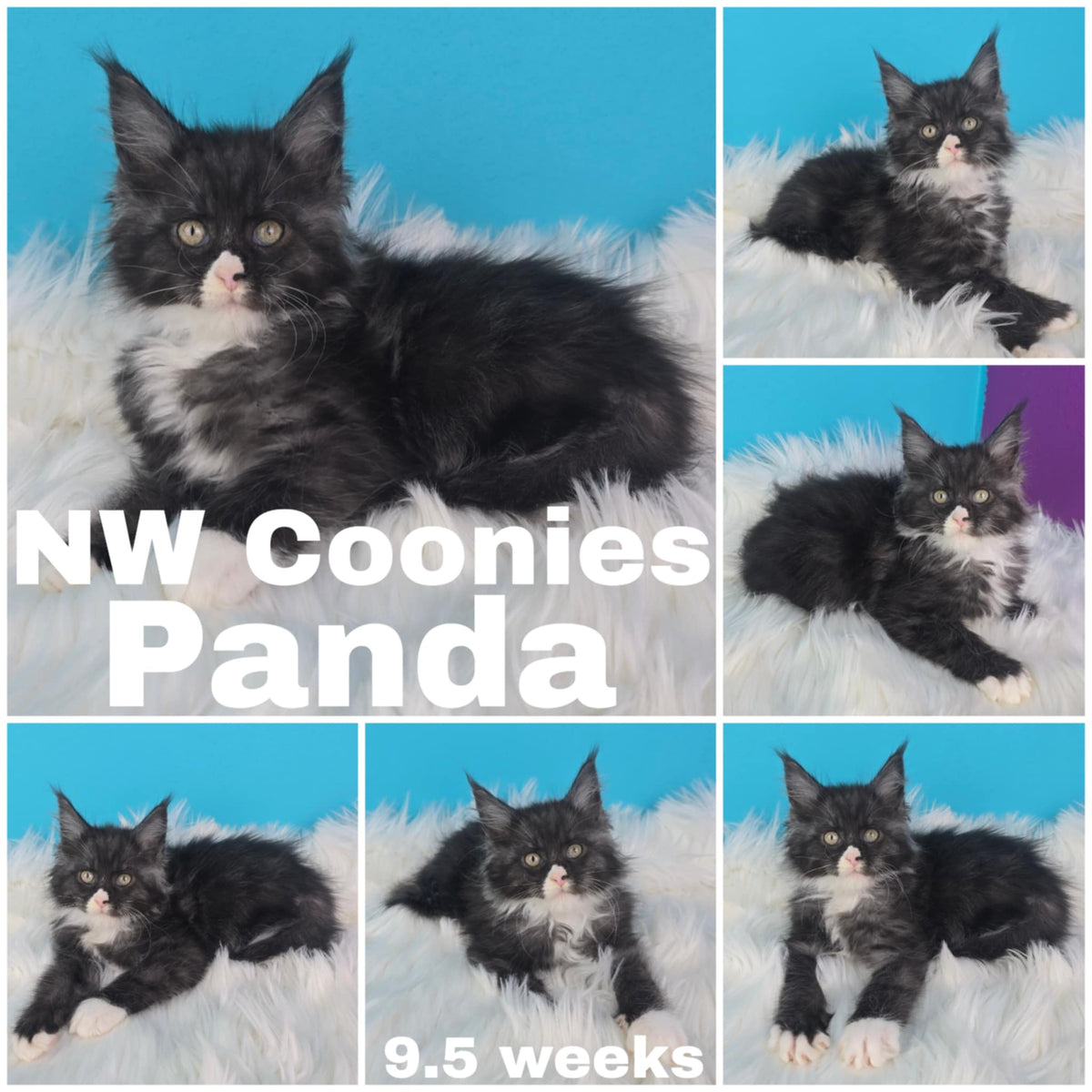 NW Coonies Panda