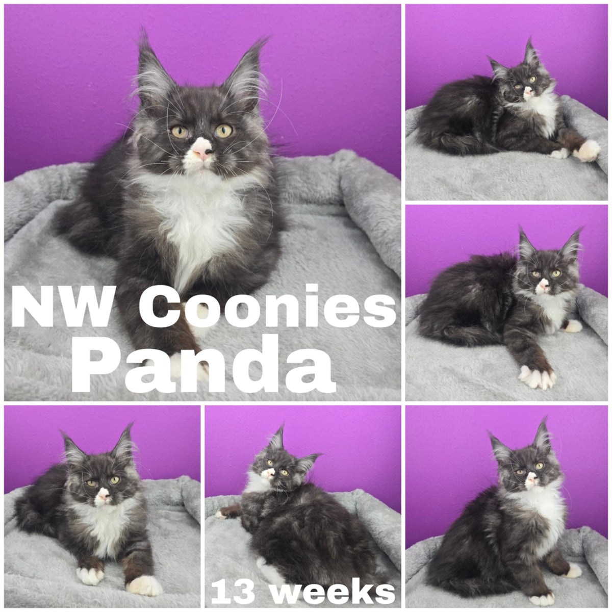NW Coonies Panda