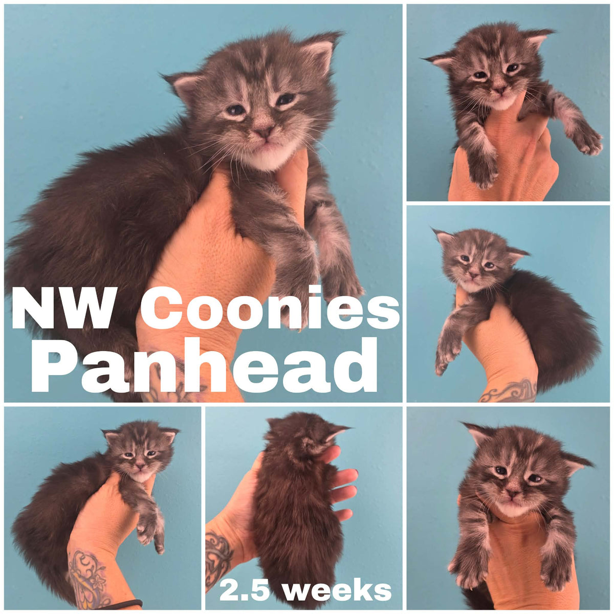 NW Coonies Panhead