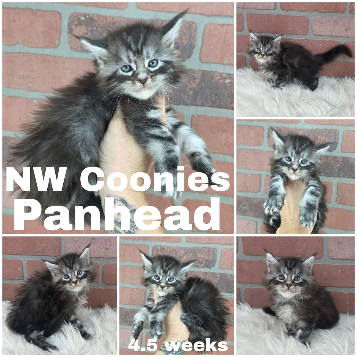 NW Coonies Panhead