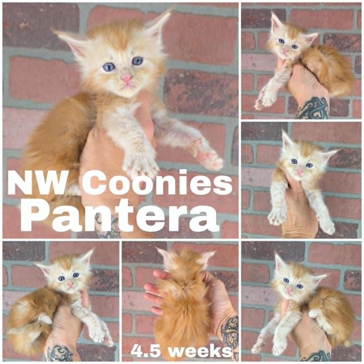 NW Coonies Pantera