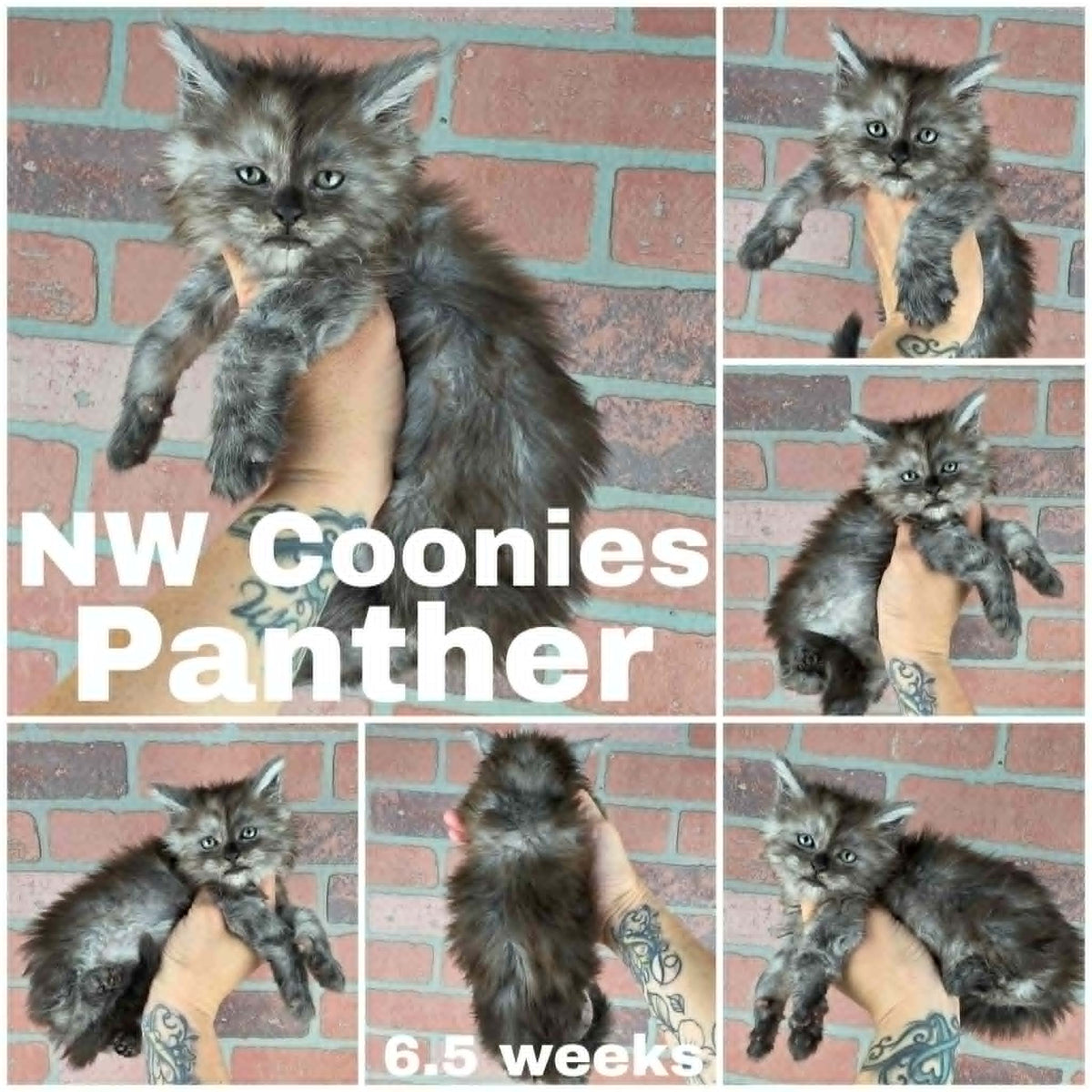 NW Coonies Panther