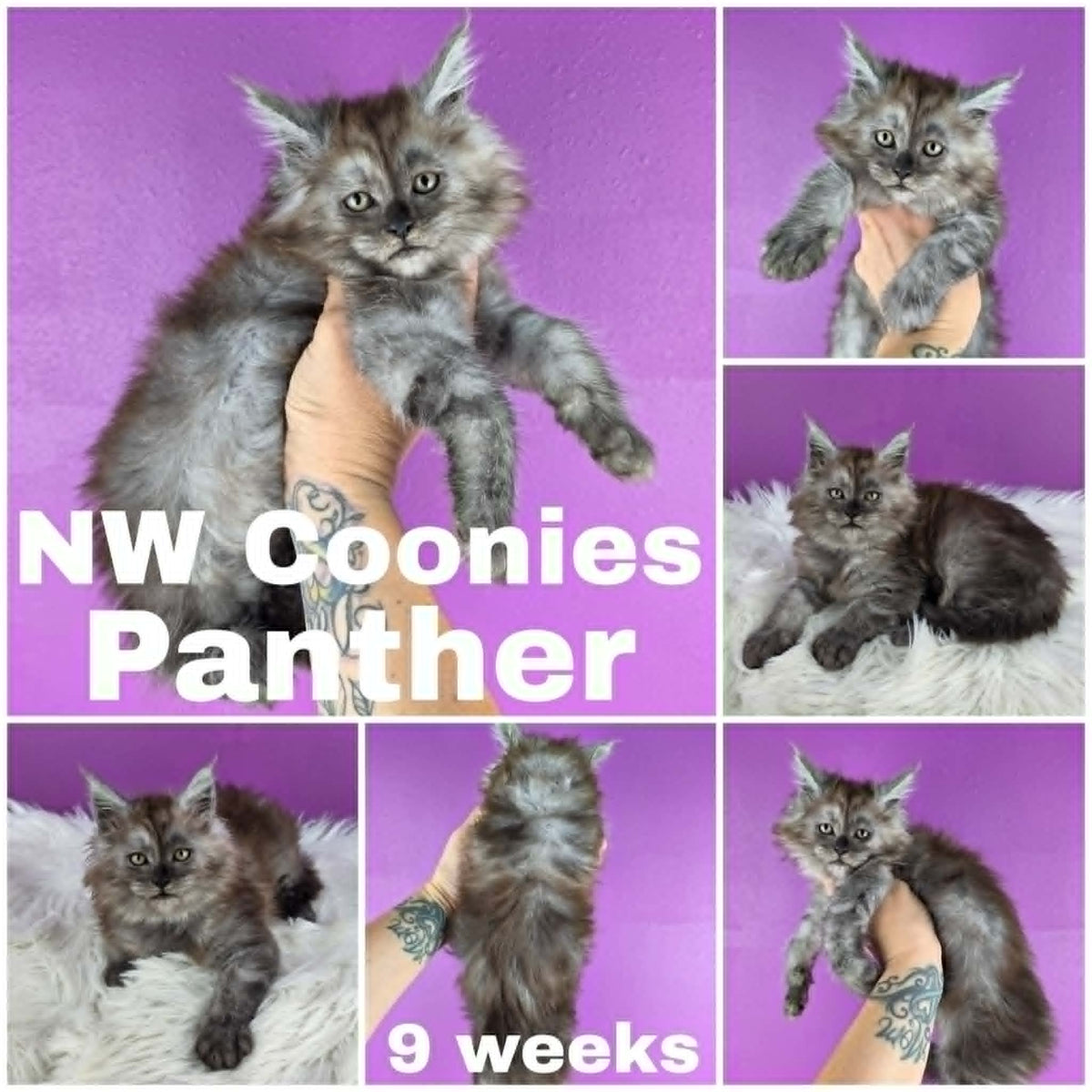 NW Coonies Panther