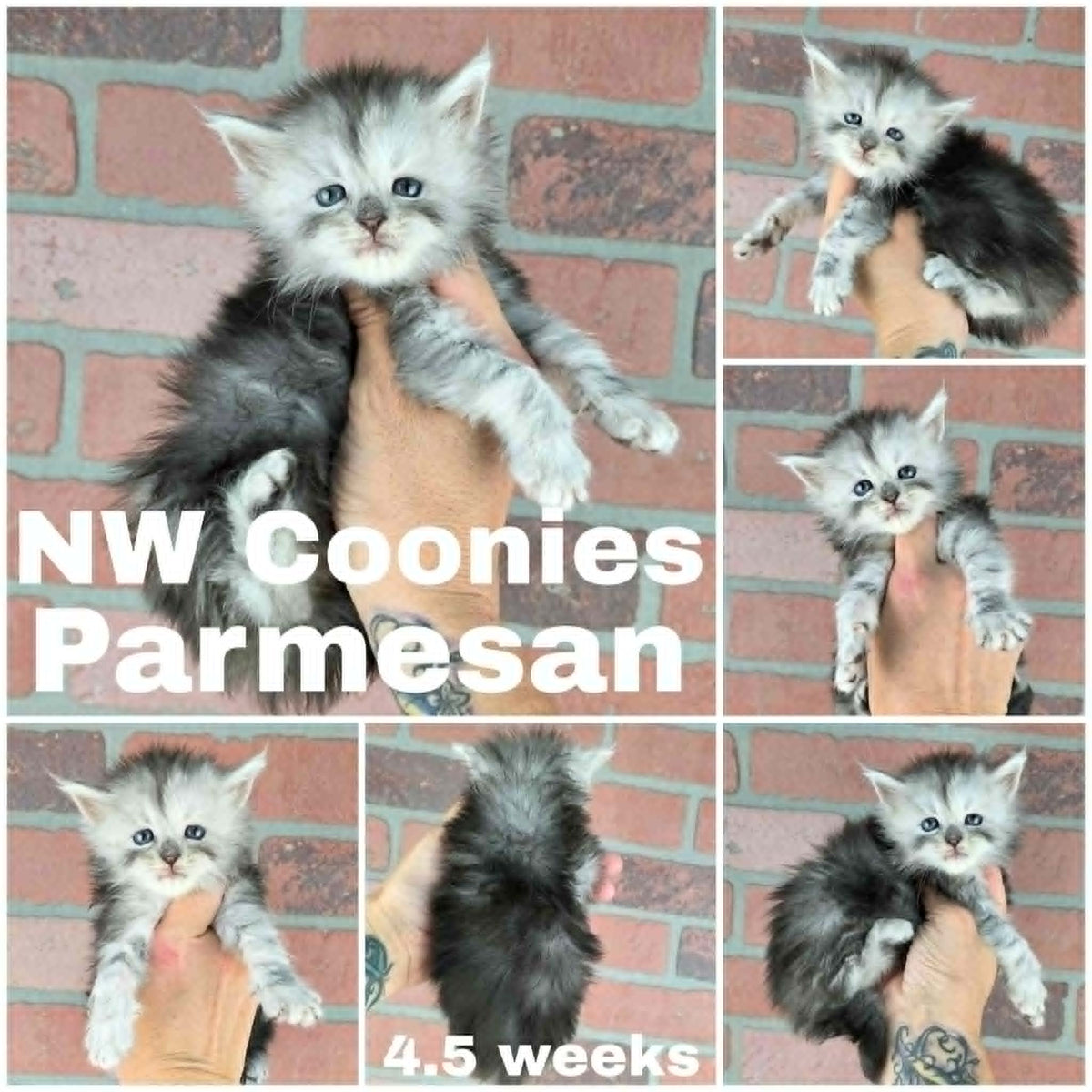 NW Coonies Parmesan