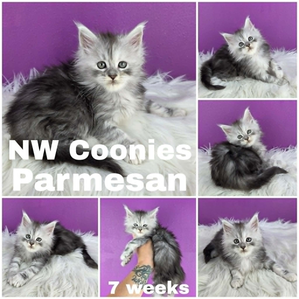 NW Coonies Parmesan