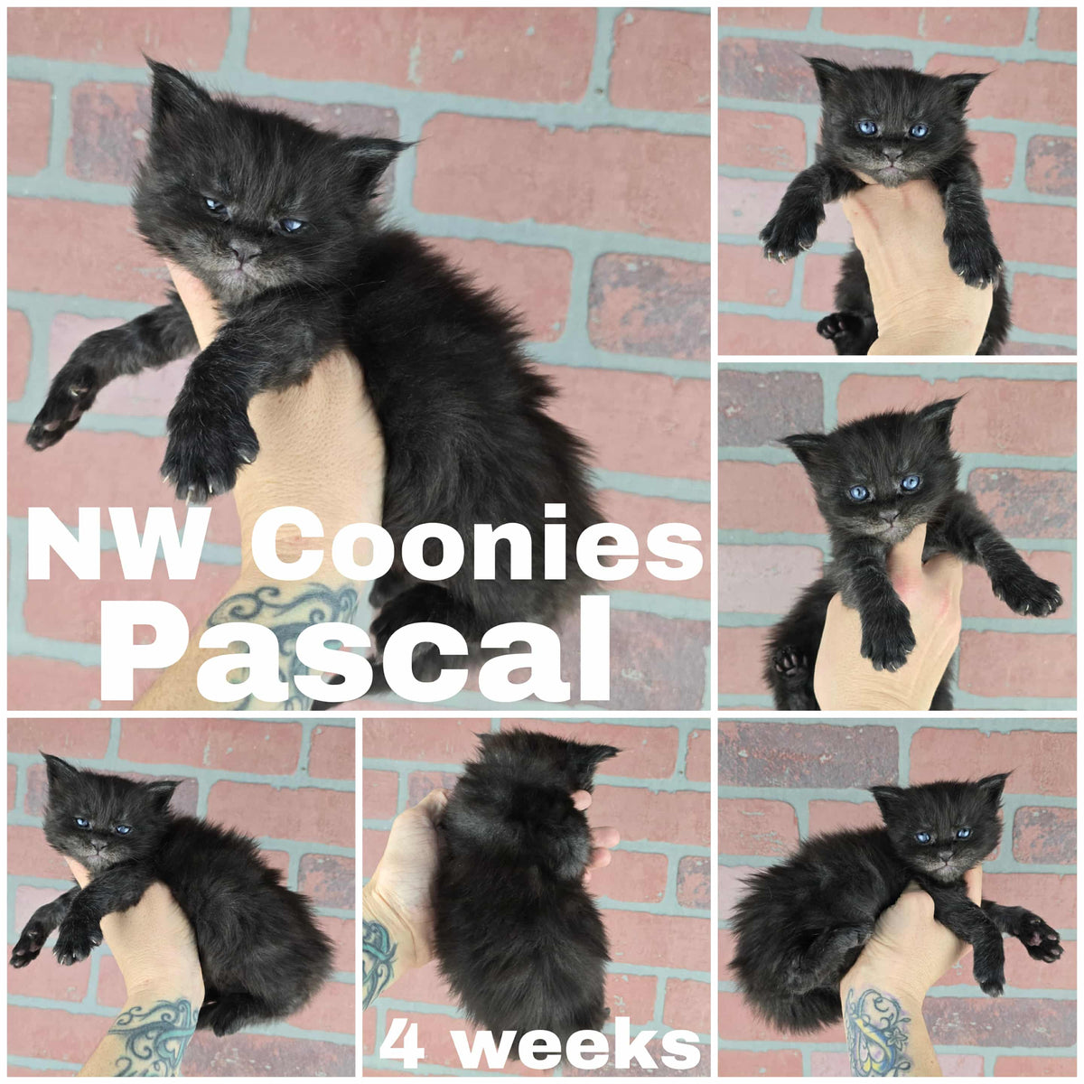 NW Coonies Pascal