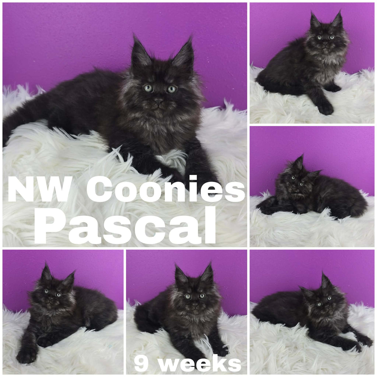 NW Coonies Pascal