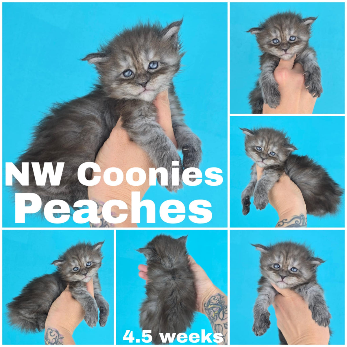 NW Coonies Peaches