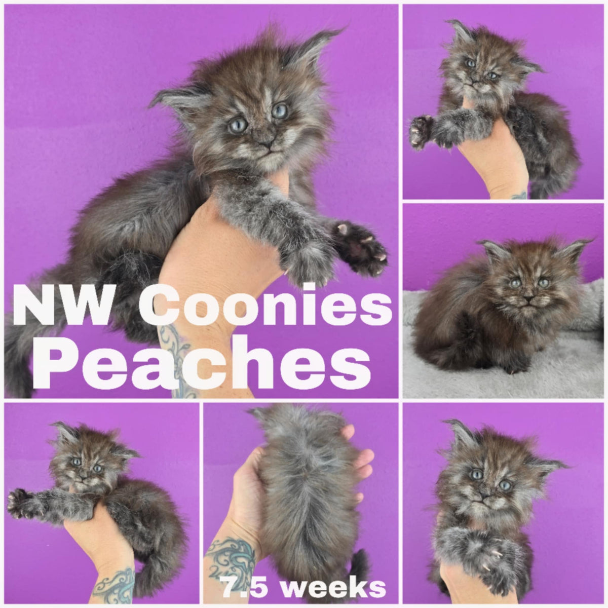 NW Coonies Peaches