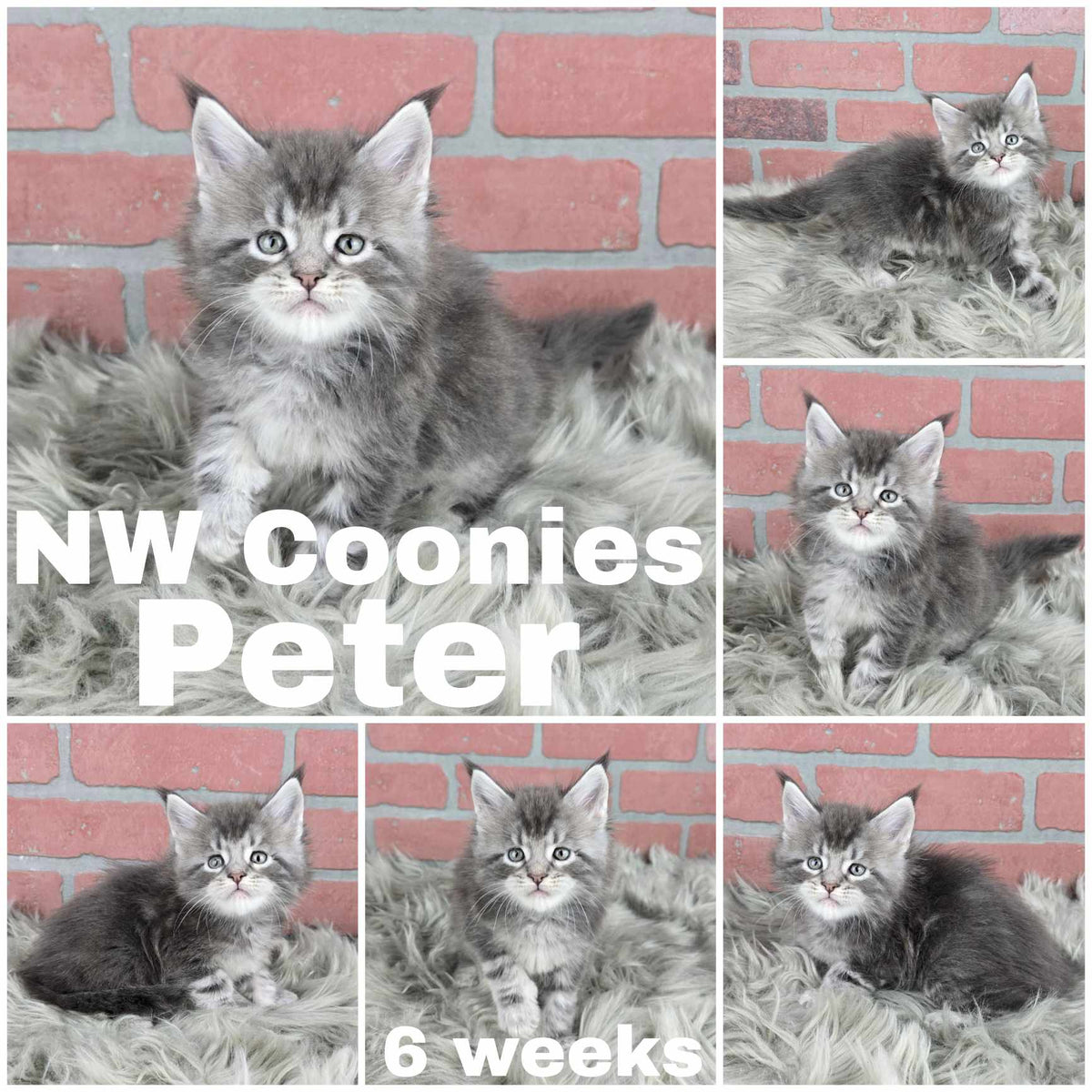 NW Coonies Peter