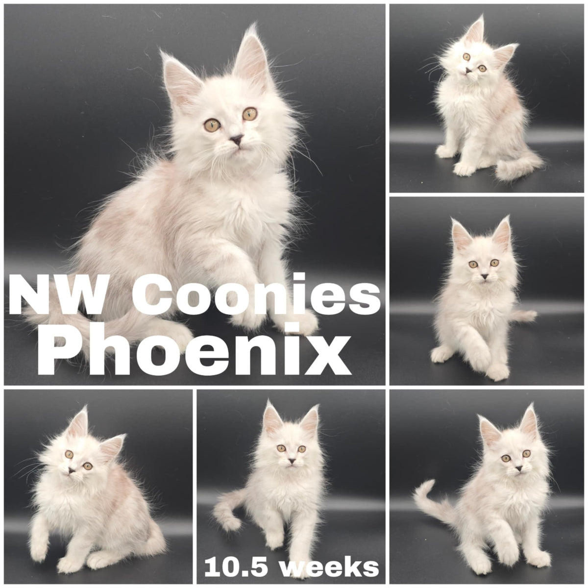 NW Coonies Phoenix