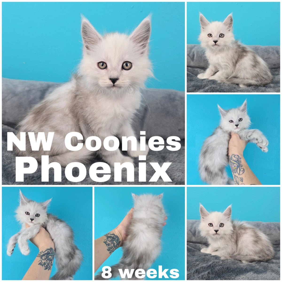NW Coonies Phoenix