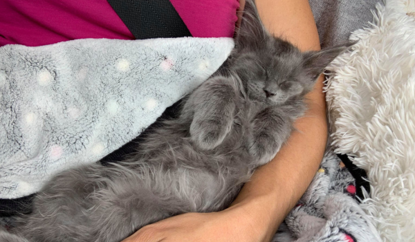 Beautiful adult Maine Coon cat showing long thick blue-gray fur