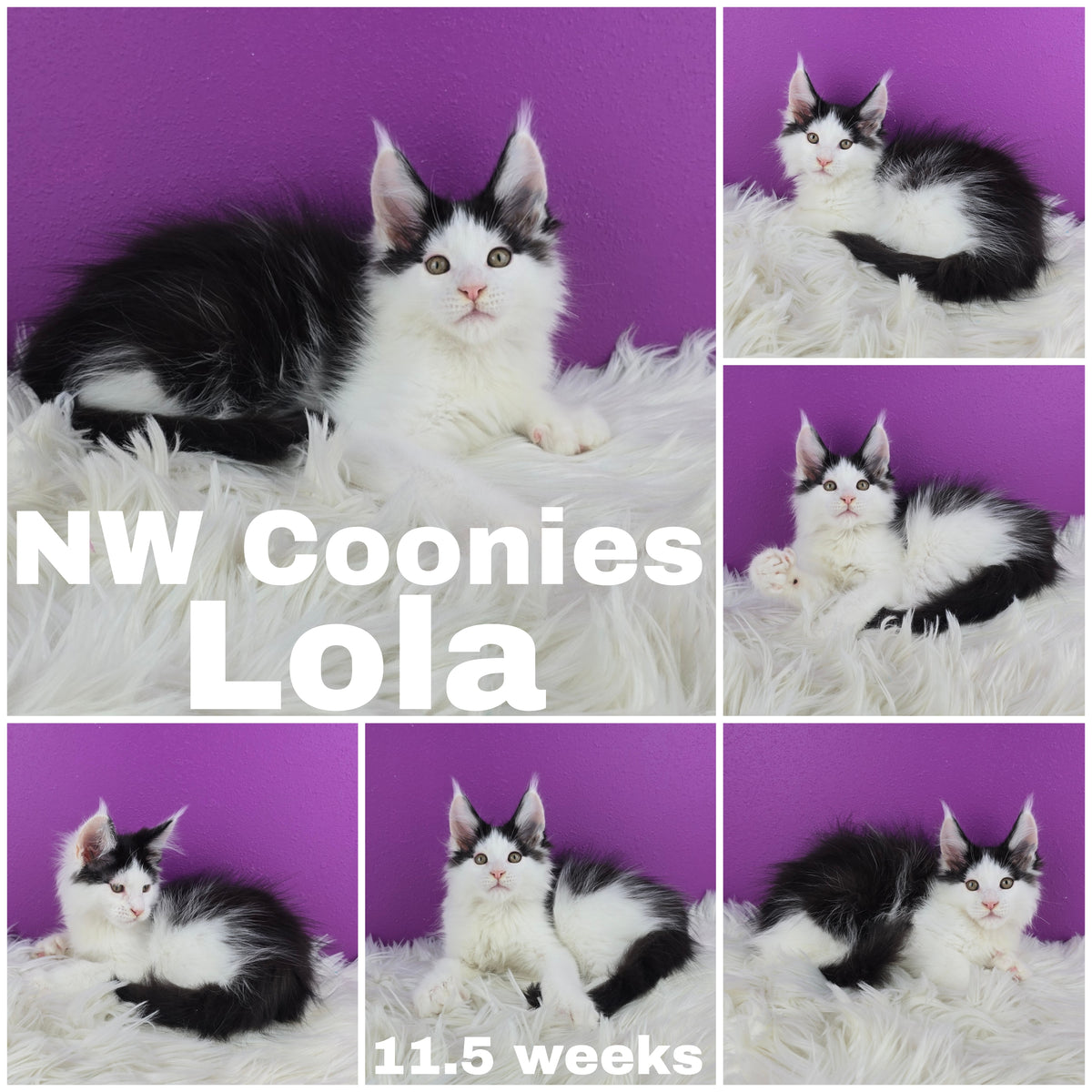 NW Coonies Lola