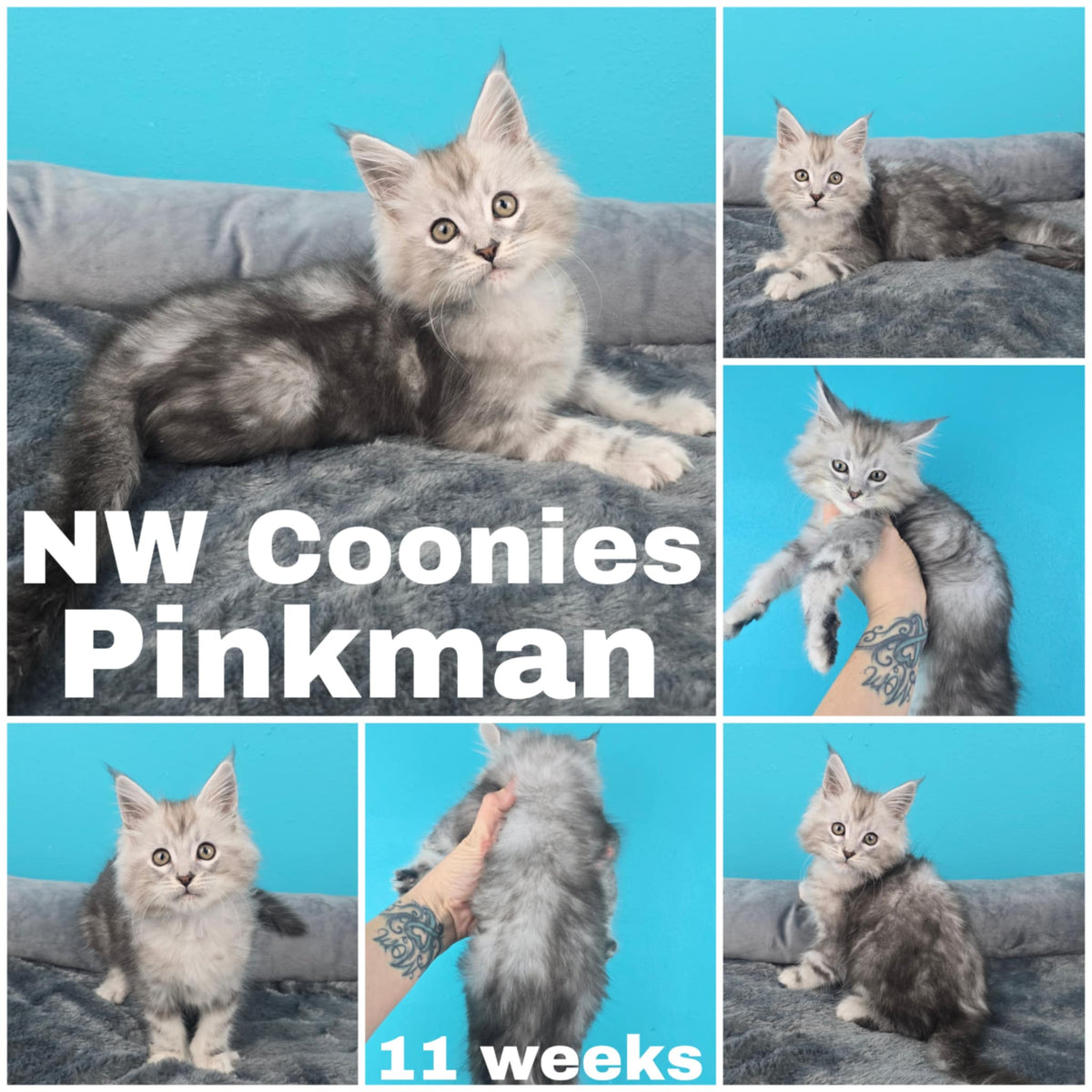 NW Coonies Pinkman