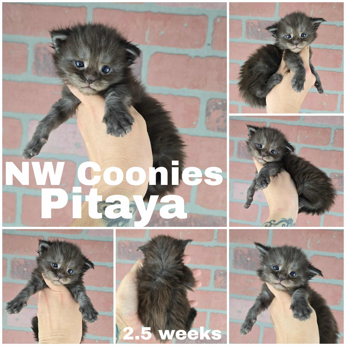 NW Coonies Pitaya