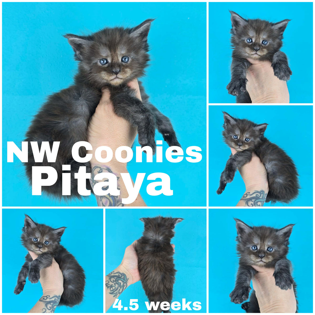 NW Coonies Pitaya
