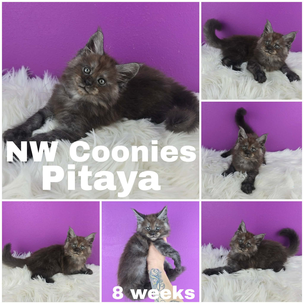 NW Coonies Pitaya