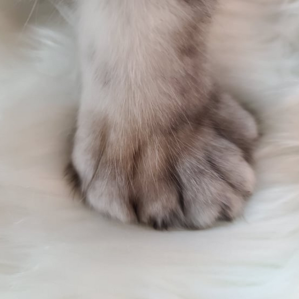 Polydactyl Maine Coon Cats and What Makes Their Paws Unique