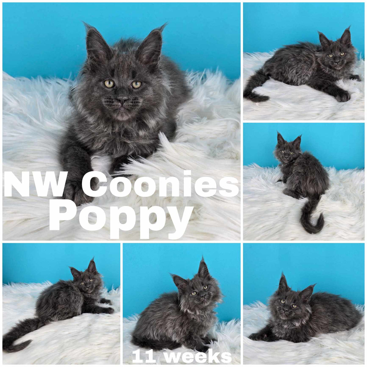 NW Coonies Poppy